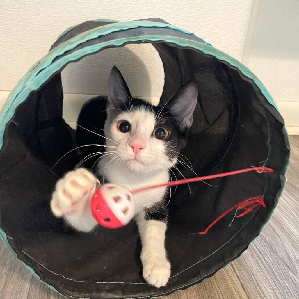 Tom Paris, an adoptable Domestic Short Hair in Carencro, LA, 70520 | Photo Image 6