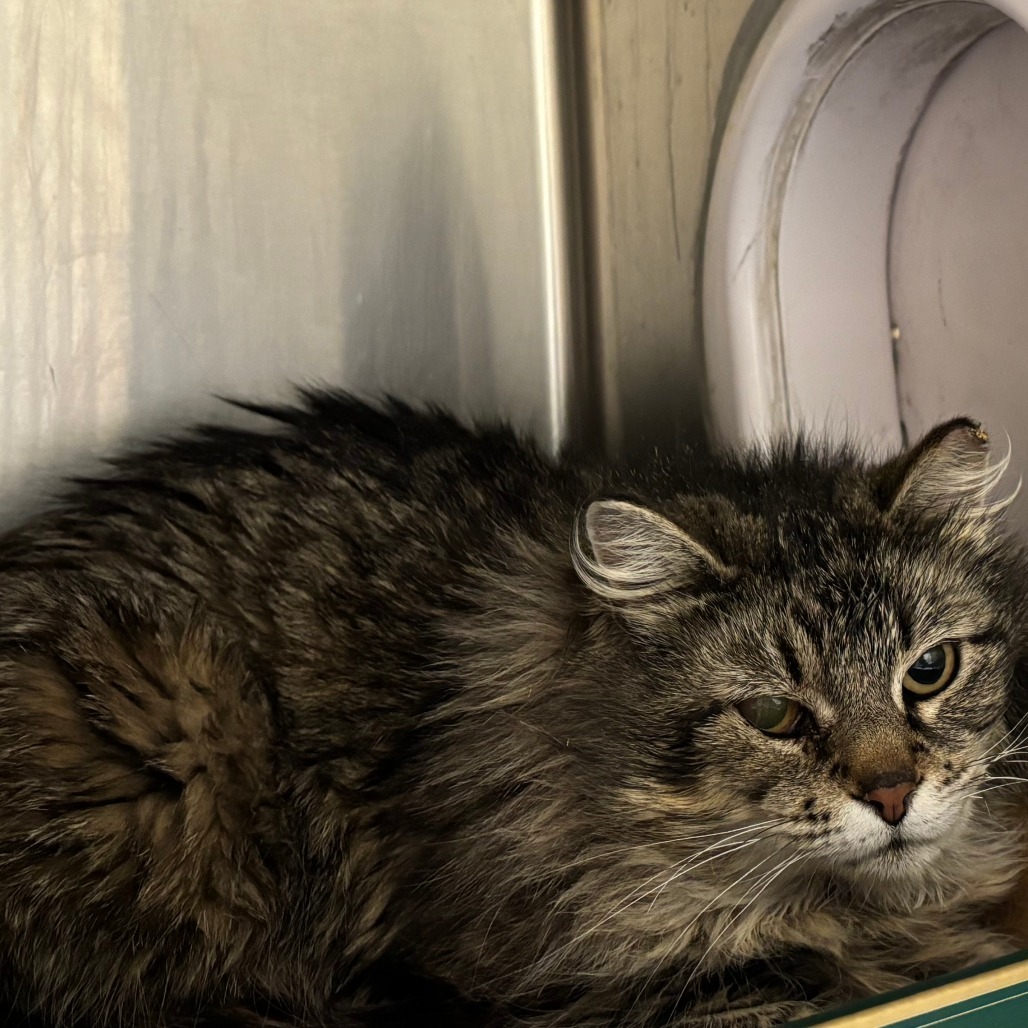 Sybil, an adoptable Domestic Long Hair in Cheyenne, WY, 82007 | Photo Image 1
