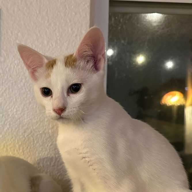 Sir Baldr
