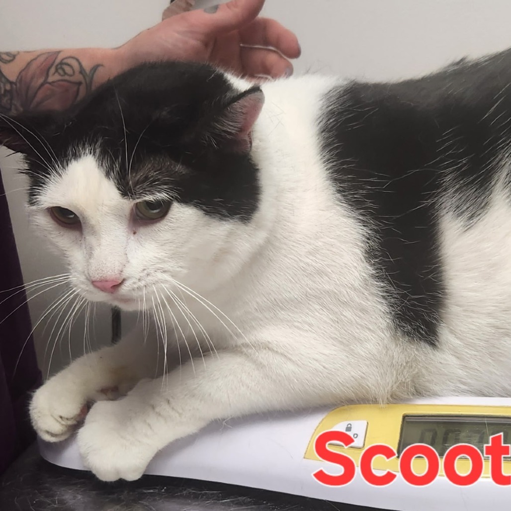 Scooter