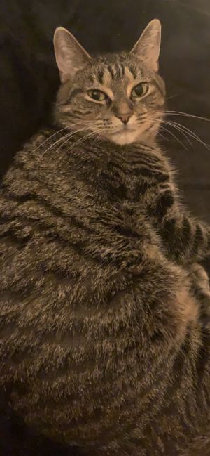 Chli, Young Female Domestic Short Hair