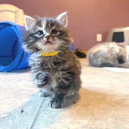 Nutmeg