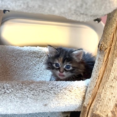 Nutmeg