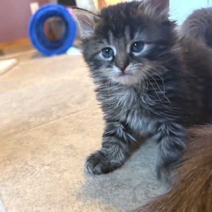 Cocoa