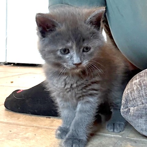 Poppy (kitten)