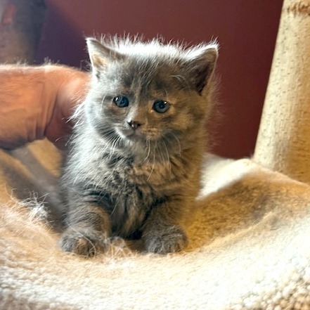 Poppy (kitten)