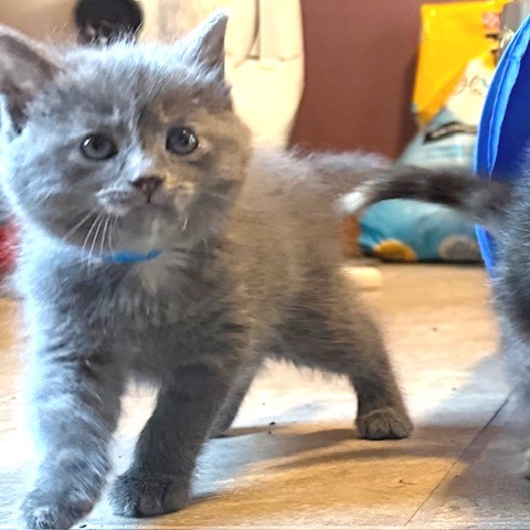 Poppy (kitten)