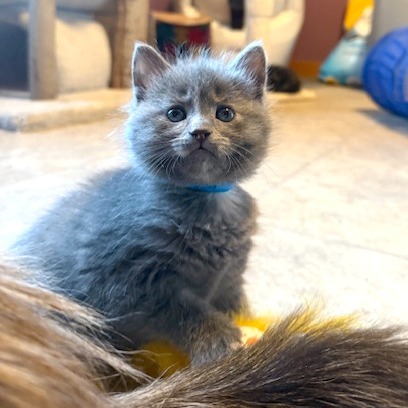 Poppy (kitten)
