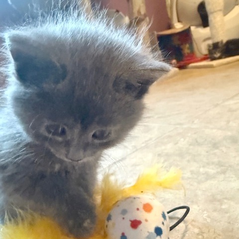 Poppy (kitten)