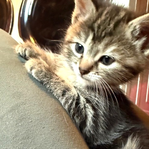 Sugar