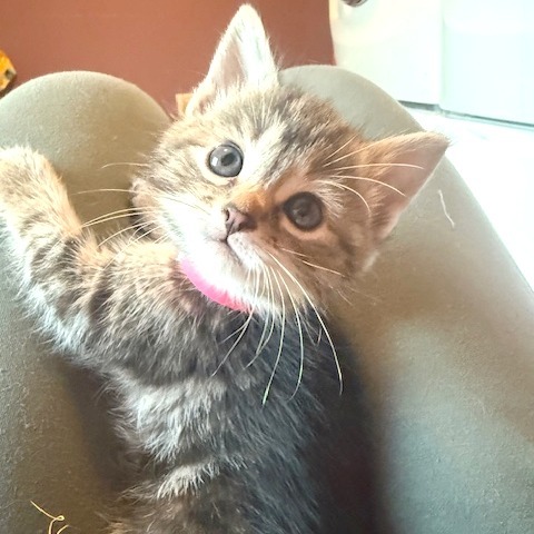 Sugar
