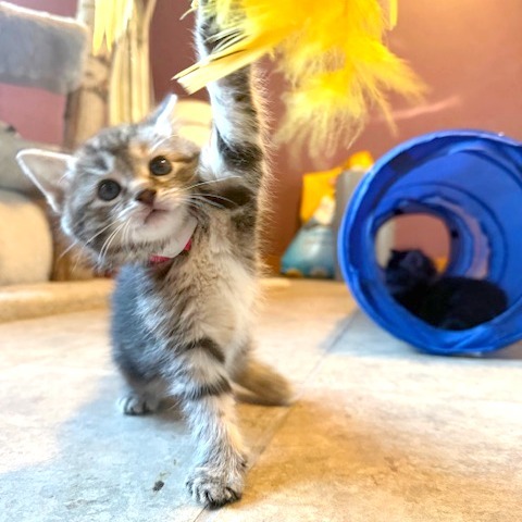 Sugar