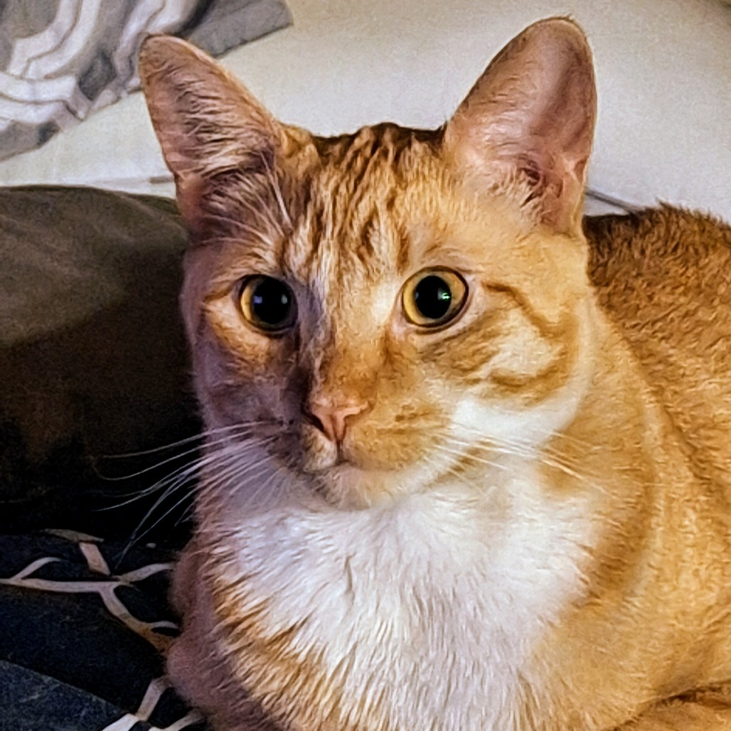 Ali