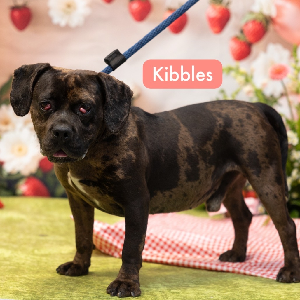 Kibbles
