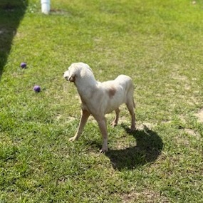 Itzy Mitzi 3