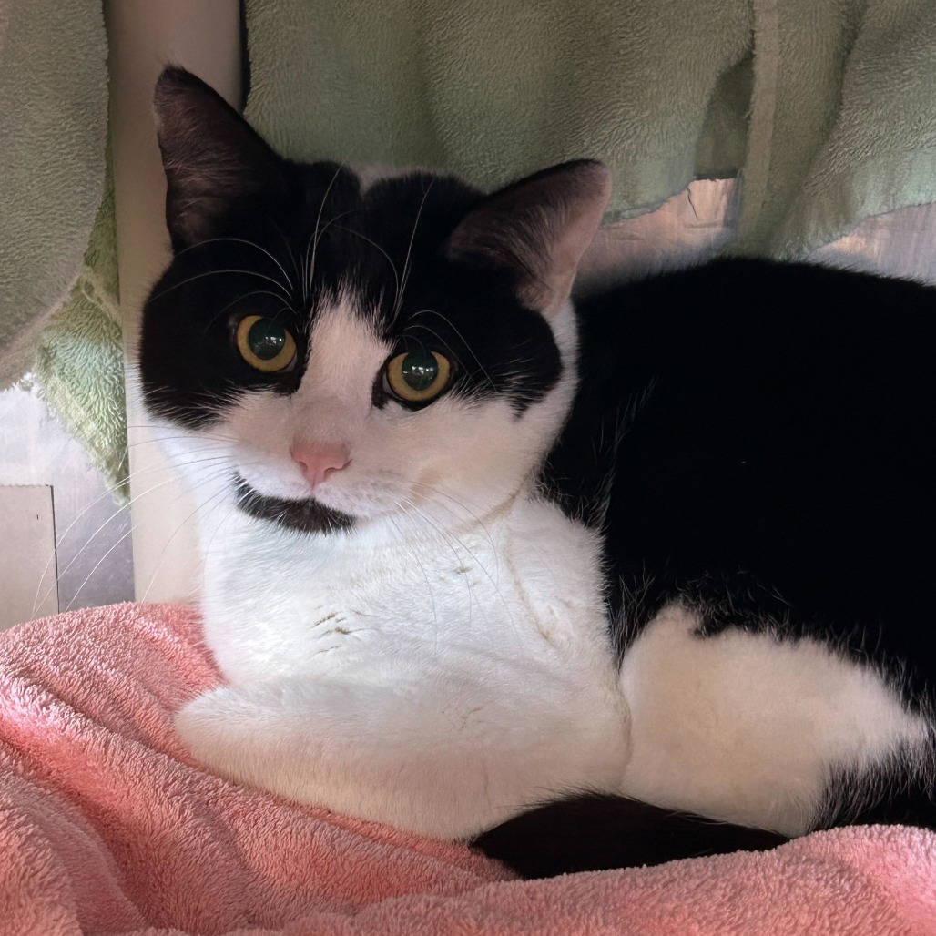 Zuki