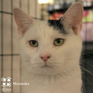 Moussaka NRAR, Adult Female unknown