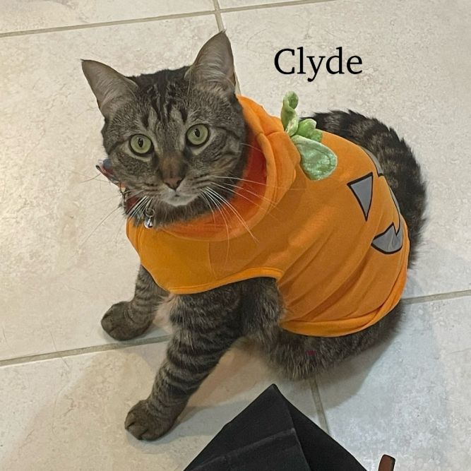 Clyde - Home to Home