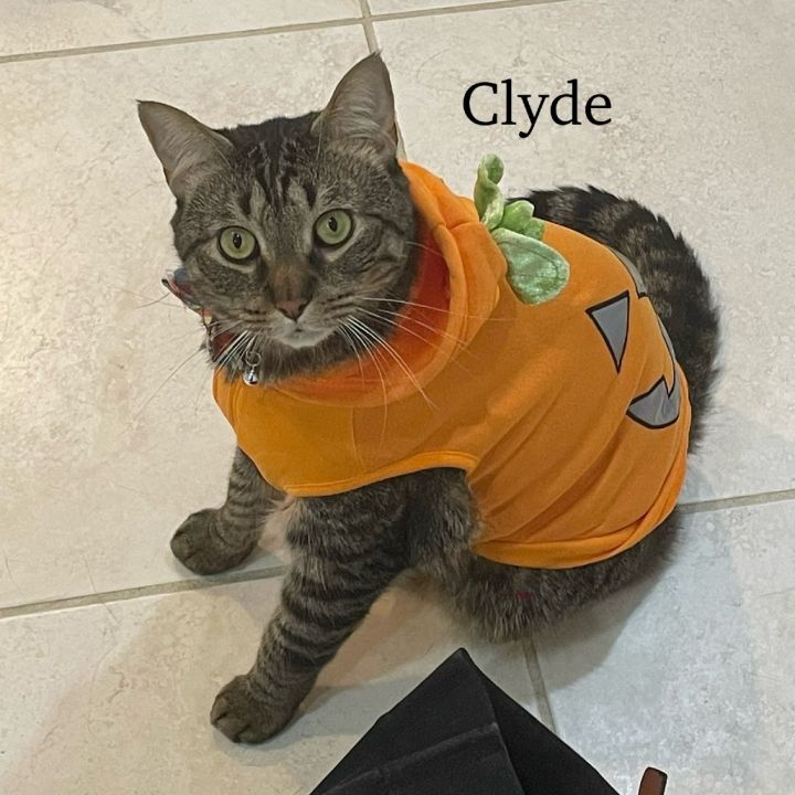 Clyde - Home to Home 1
