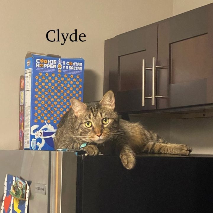 Clyde - Home to Home 2