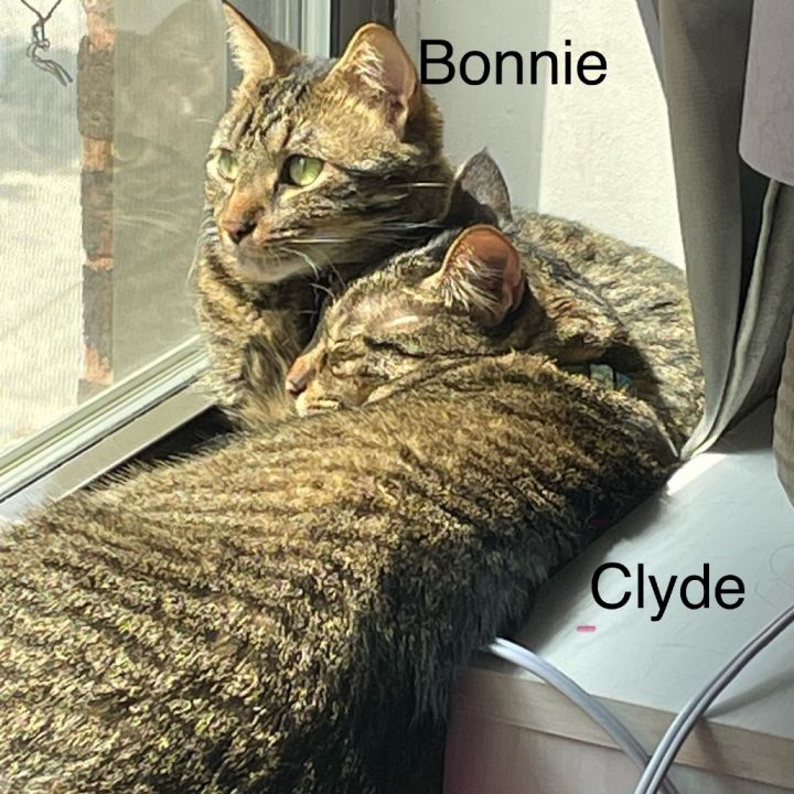 Clyde - Home to Home 3