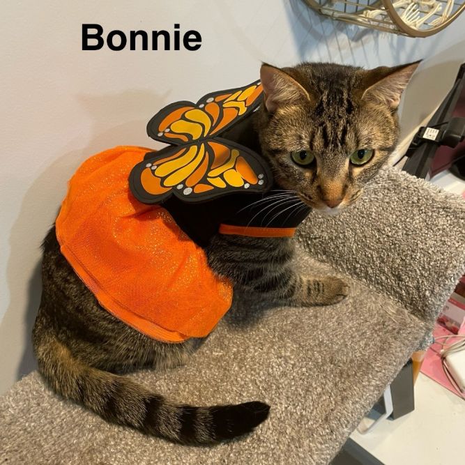 Bonnie - Home to Home