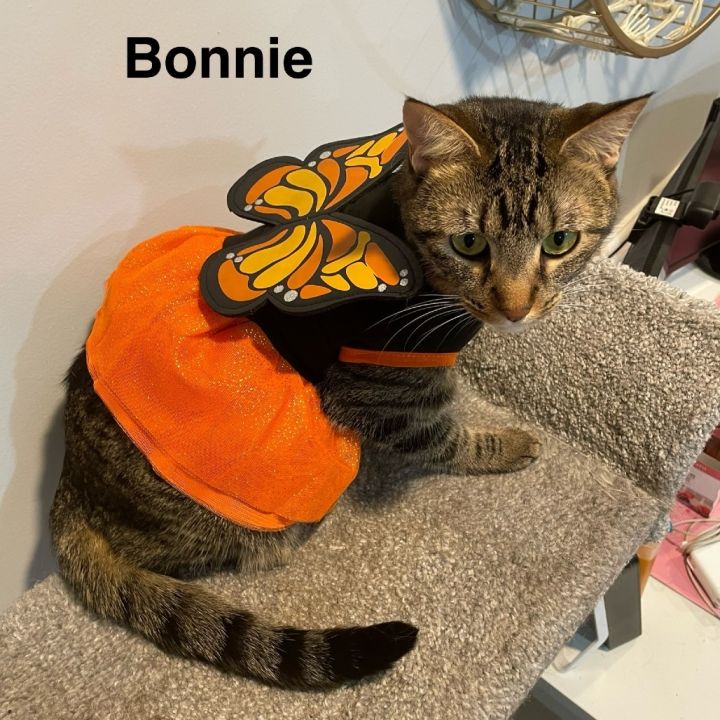 Bonnie - Home to Home 1