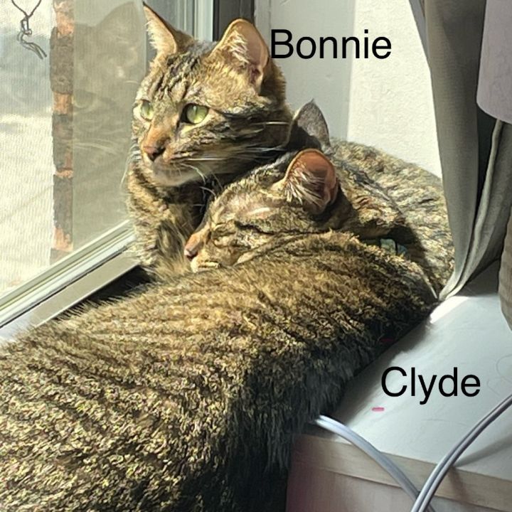 Bonnie - Home to Home 3