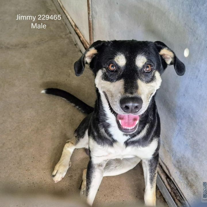 Jimmy 1