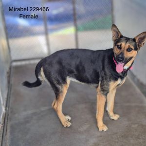 Mirabel