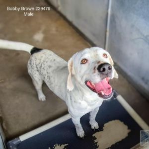 Bobby Brown