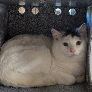 Chicken Wing (working cat)