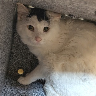 Chicken Wing (working cat)