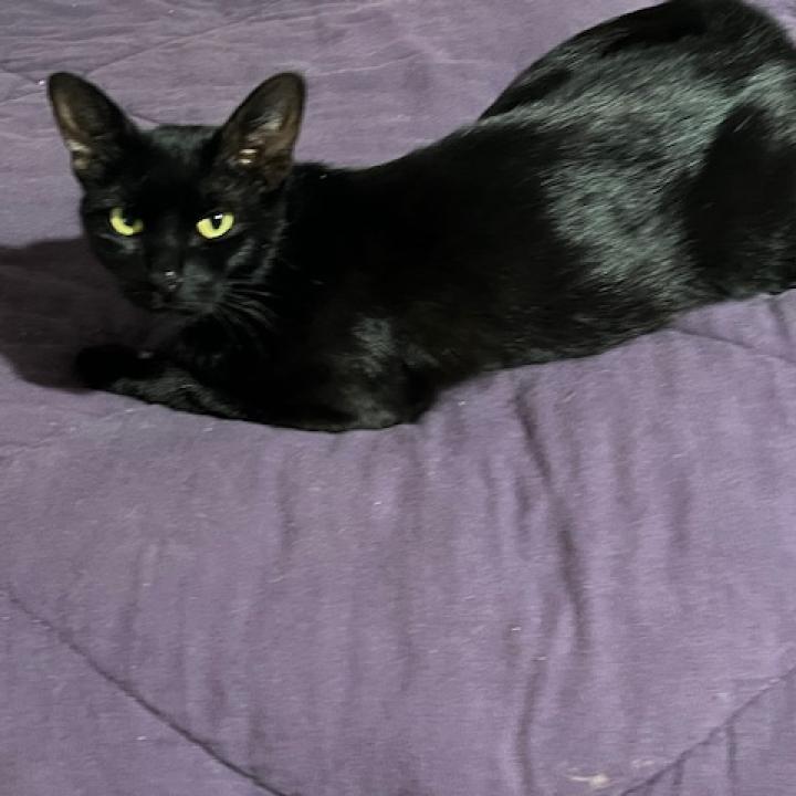 Penelope