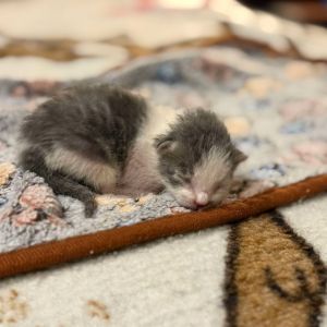 This adorable 3-month-old grey and white tabby boy is as sweet as his name Waffles is fully vetted 