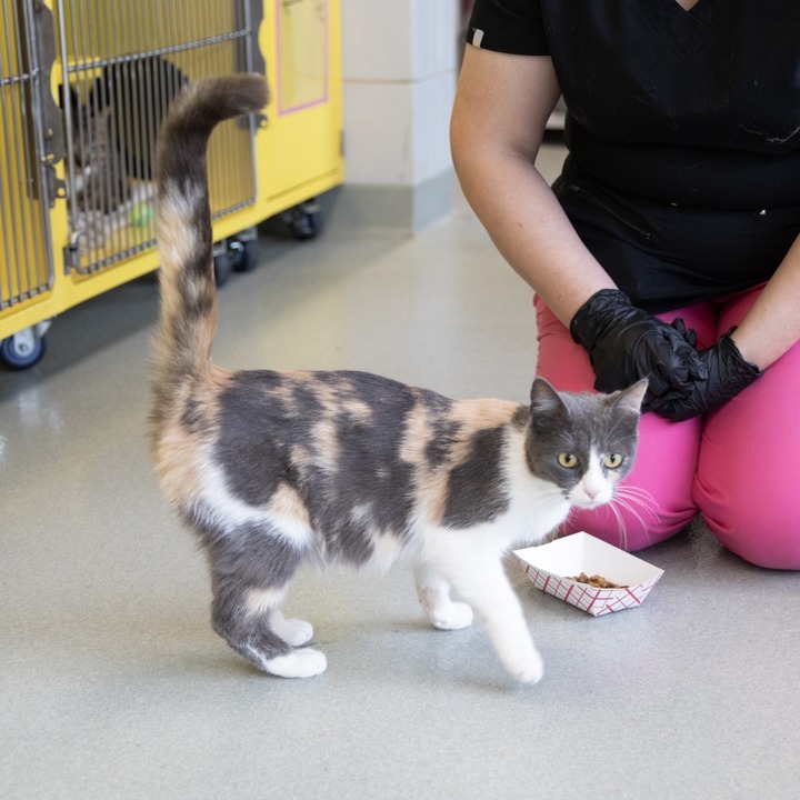 Kitana, an adoptable Domestic Short Hair in Abilene, TX, 79602 | Photo Image 1