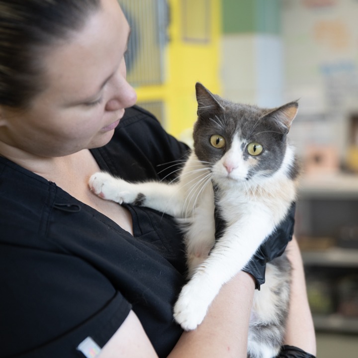 Kitana, an adoptable Domestic Short Hair in Abilene, TX, 79602 | Photo Image 2