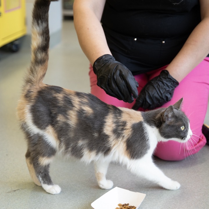 Kitana, an adoptable Domestic Short Hair in Abilene, TX, 79602 | Photo Image 3