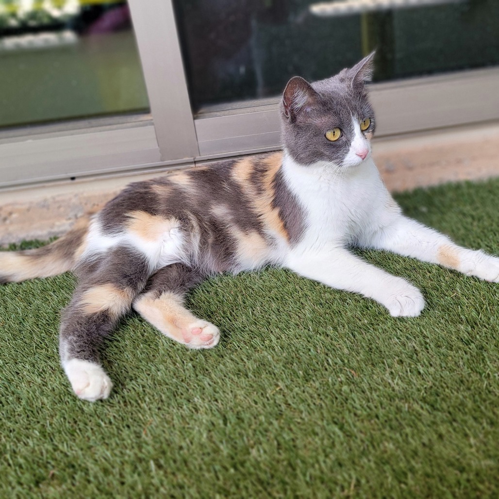 Kitana, an adoptable Domestic Short Hair in Abilene, TX, 79602 | Photo Image 4