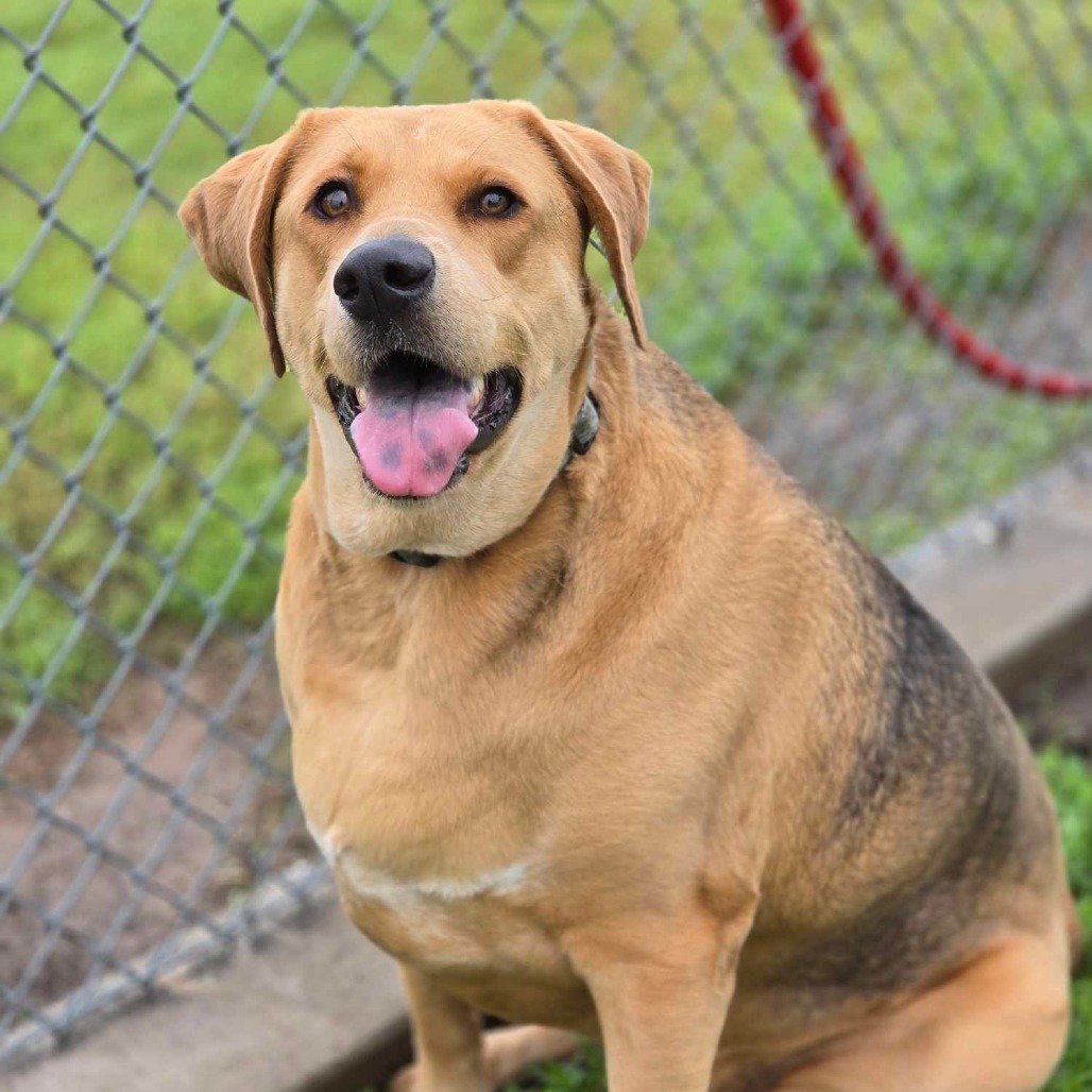 Annie Mae (Iowa)