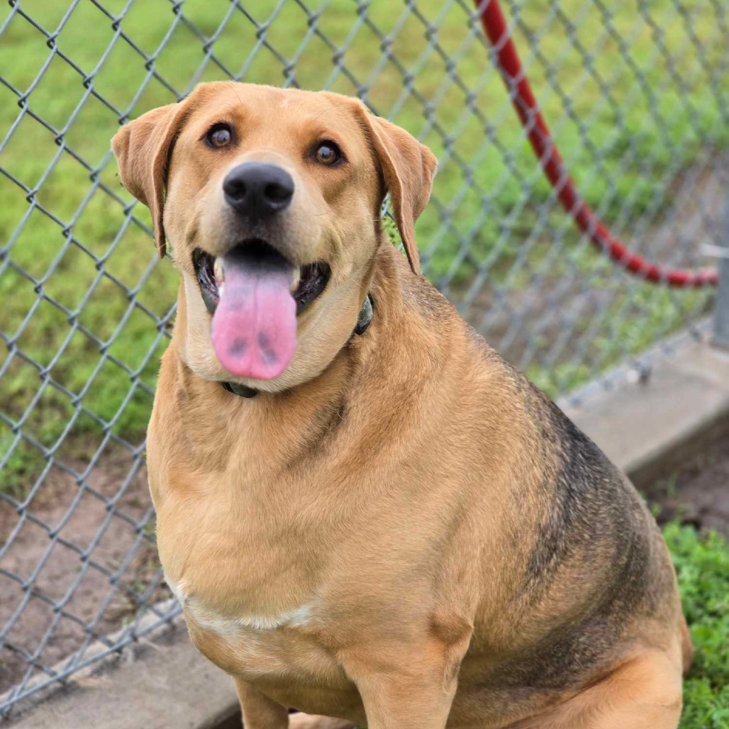 Annie Mae (Iowa)