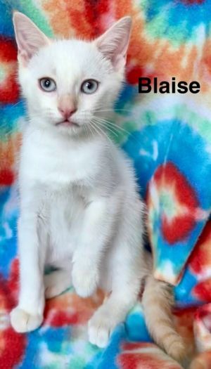 Blaise, Baby Male Siamese