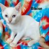 Blaise photo 2