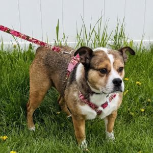 Gretchen, Adult Female English Bulldog