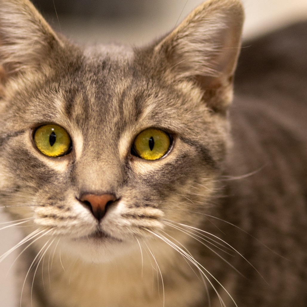 Durian, an adoptable Domestic Short Hair in Grinnell, IA, 50112 | Photo Image 1