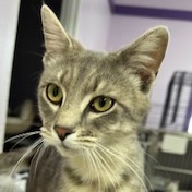 Durian, an adoptable Domestic Short Hair in Grinnell, IA, 50112 | Photo Image 2