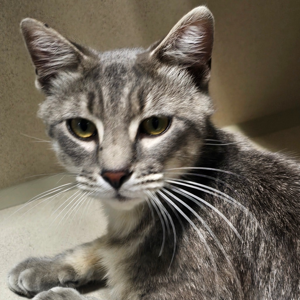 Durian, an adoptable Domestic Short Hair in Grinnell, IA, 50112 | Photo Image 3