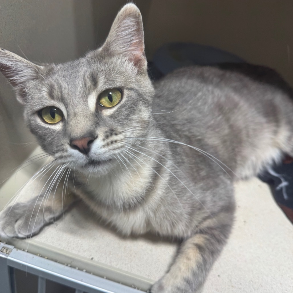 Durian, an adoptable Domestic Short Hair in Grinnell, IA, 50112 | Photo Image 4