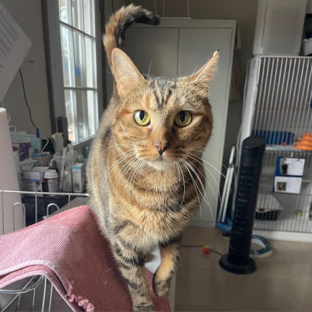 Olivia, an adoptable Domestic Short Hair in Prescott, AZ, 86304 | Photo Image 3