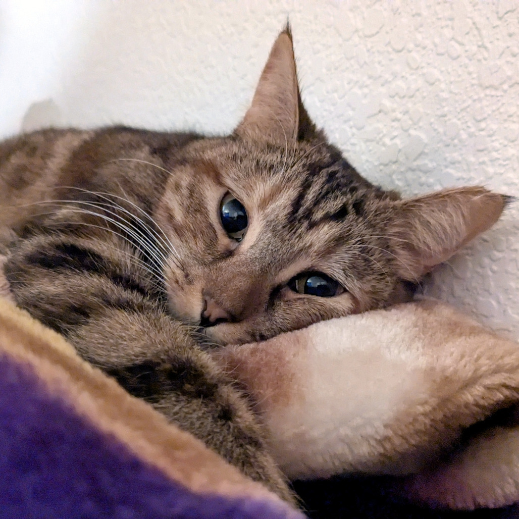 Olivia, an adoptable Domestic Short Hair in Prescott, AZ, 86304 | Photo Image 4